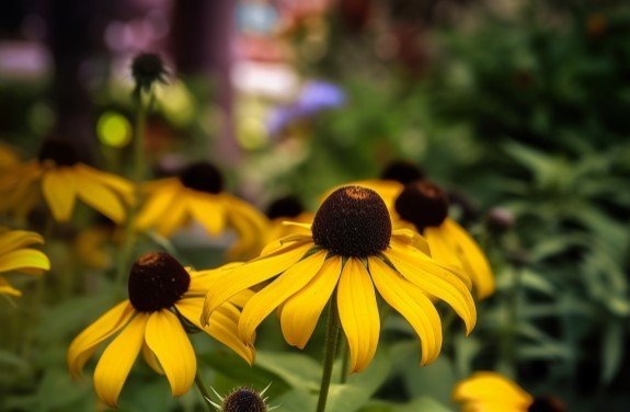 How To Grow Black Eyed Susan Homecazt Magazine