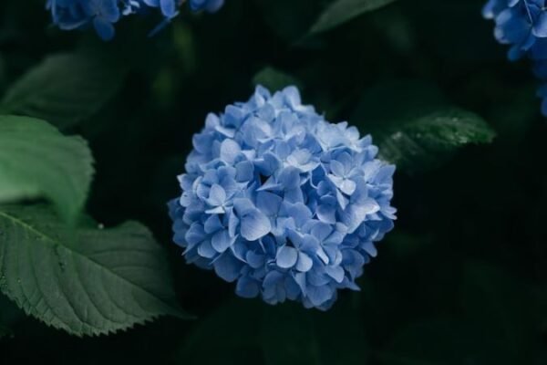 How to Grow Hydrangea